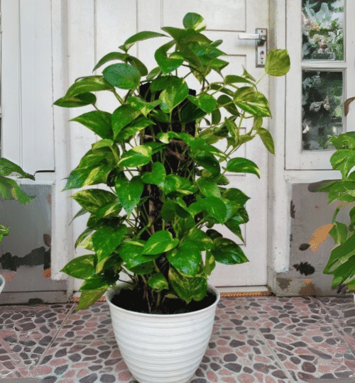 money plant vastu